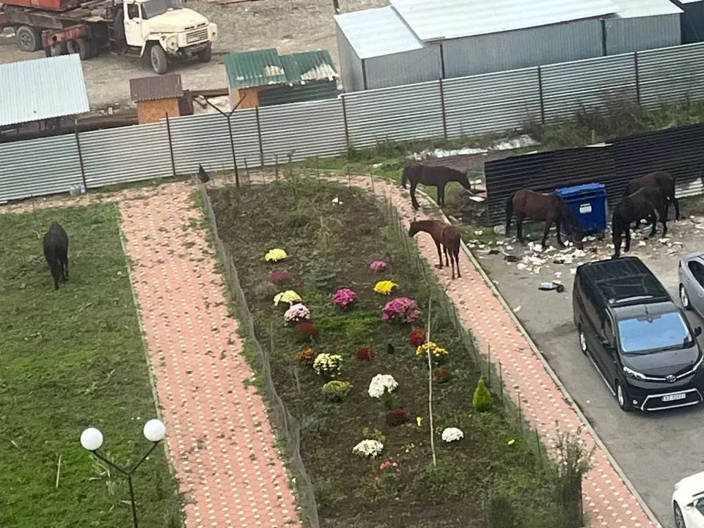 В Сунже лошади паслись во дворе многоэтажного дома
