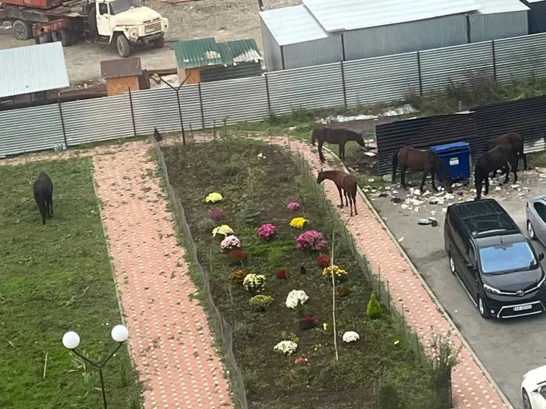 В Сунже лошади паслись во дворе многоэтажного дома